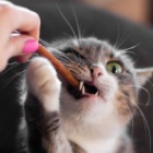 Cat Treats