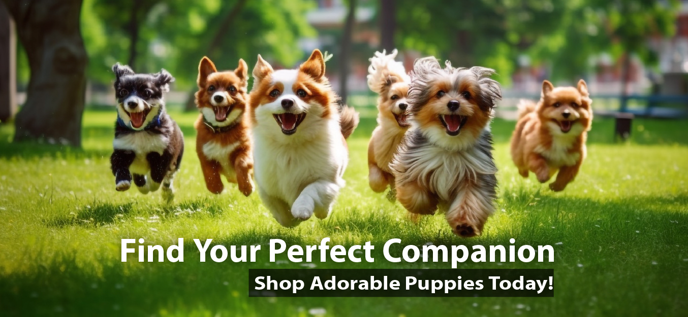 Online dog outlet delivery